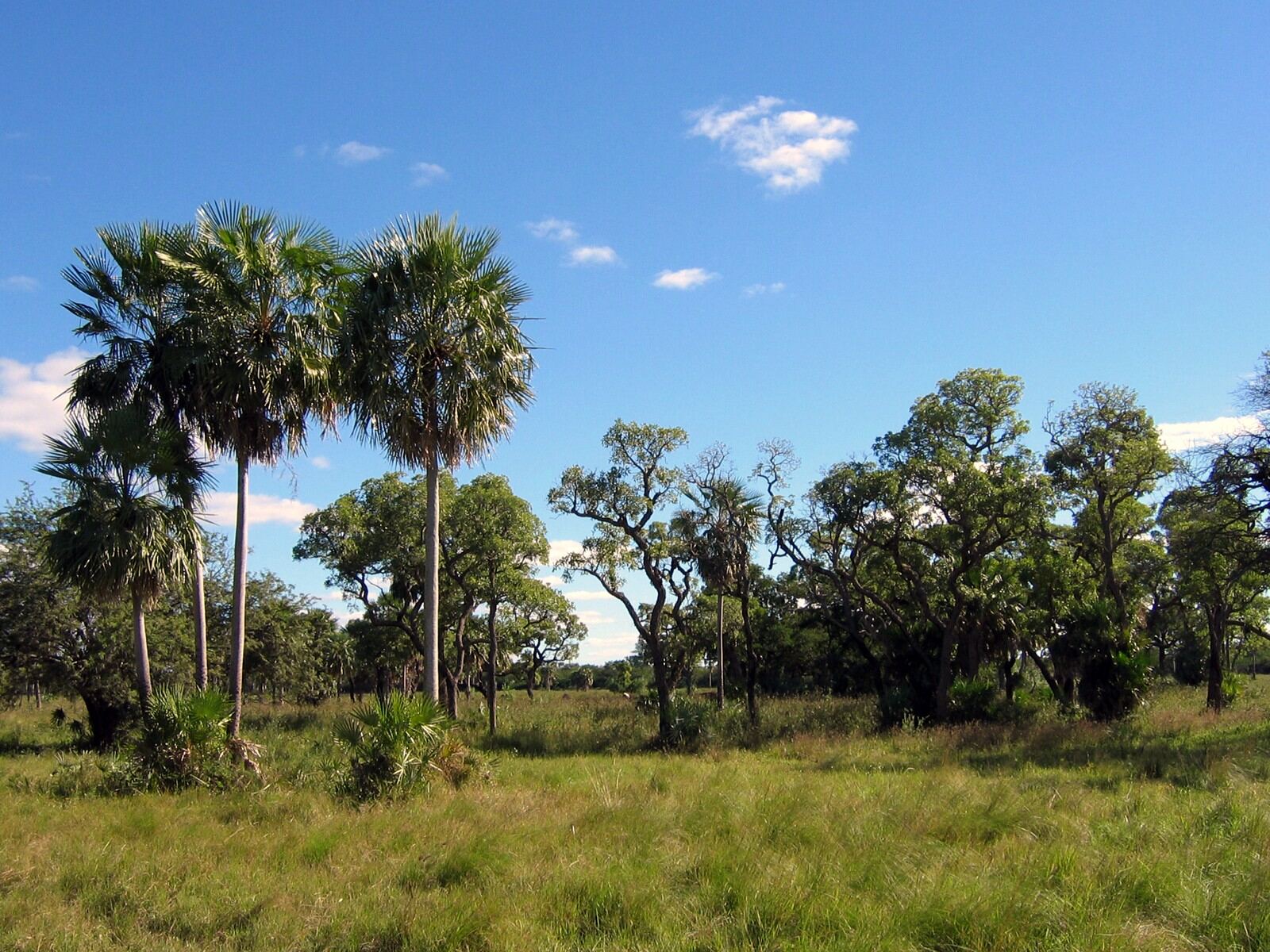 Landschaft des paraguayischen Chaco in der Nähe von Filadelfia